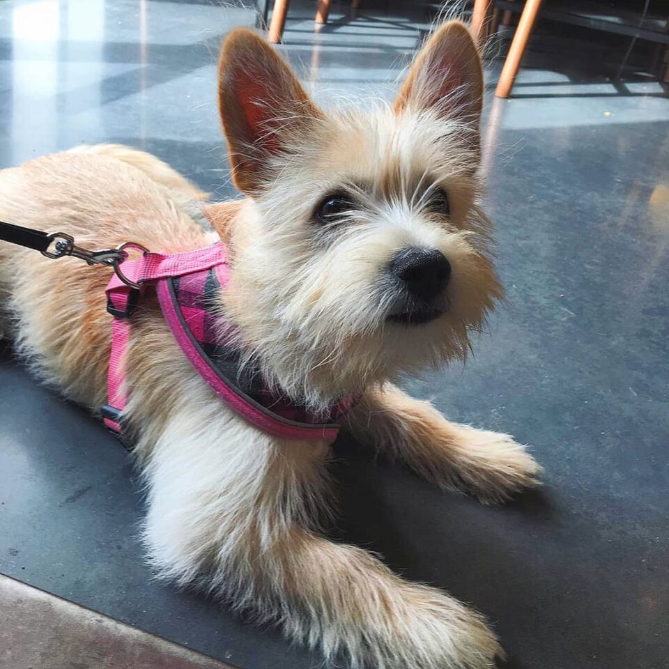 31 Pomeranian Mixes Irresistibly Cute Bundles Of Joy!