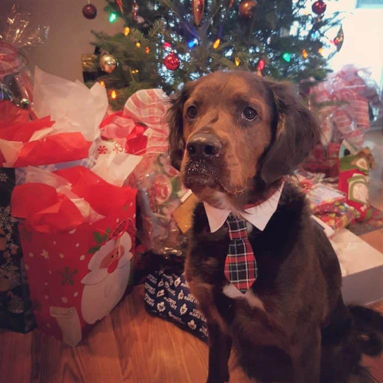 19 English Springer Spaniel Mixes Who Will Steal Your Heart!