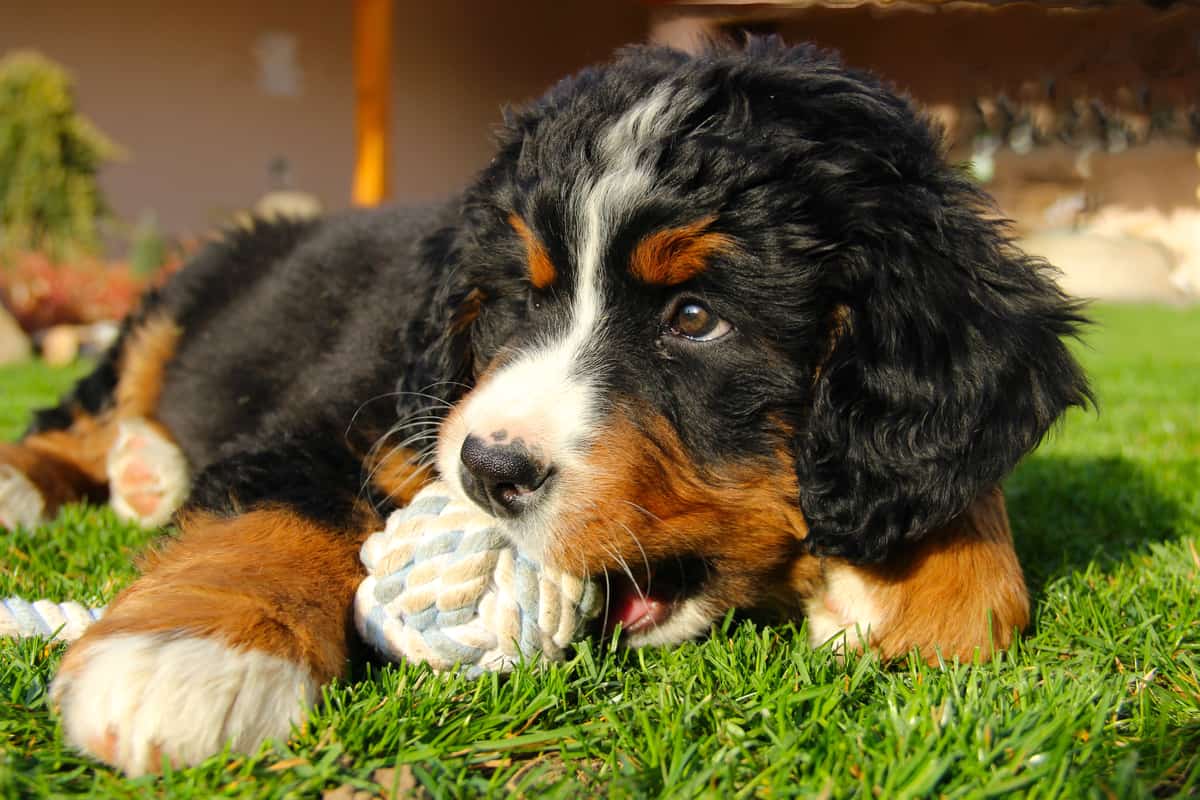 Puppy Checklist - Montana Berners - Breeders of Exceptional Bernese  Mountain Dogs and Bernedoodles in Montana