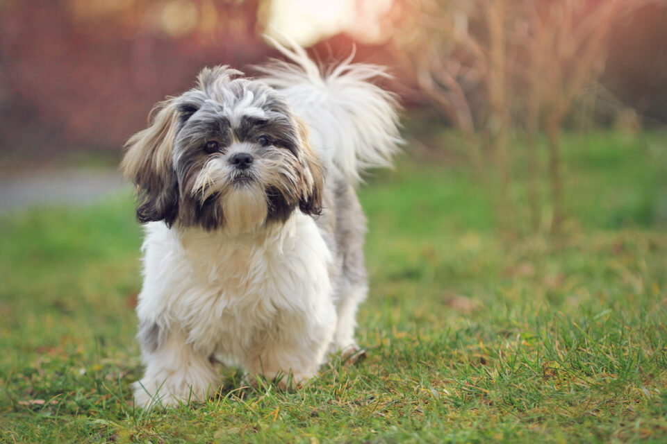 How Big Do Shih Tzus Get? Puppy Growth Chart and FAQ