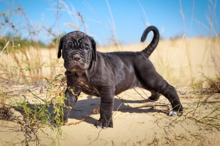 14 Places to Find Cane Corso Puppies for Sale Best to Worst