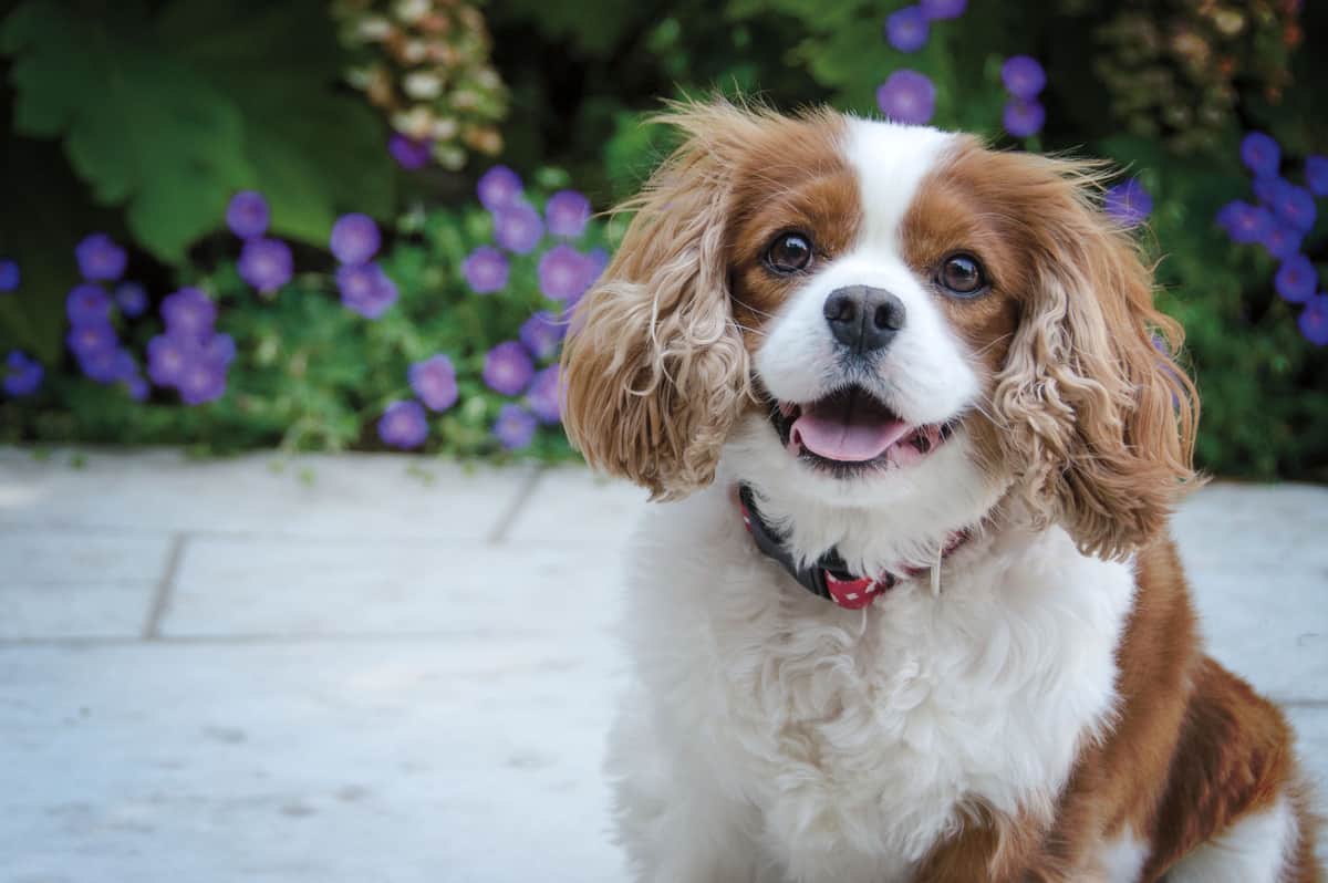 Cute Cavalier King Charles Spaniel in a garden