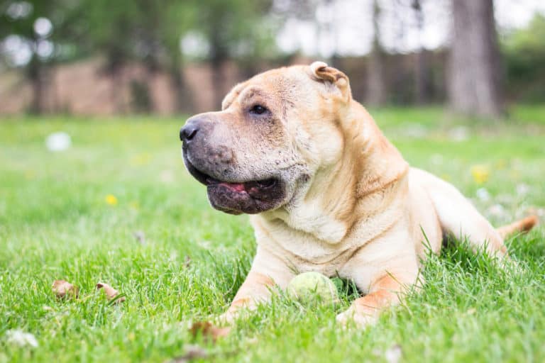 How Big Do SharPeis Get? Puppy Growth Chart and FAQ