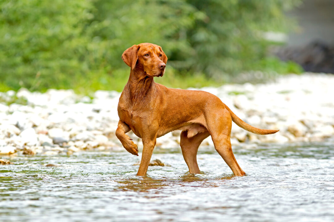 Male vs. Female Vizsla Which Is Better?