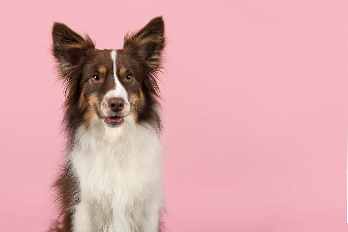 Potrait of a male Miniature American Shepherd