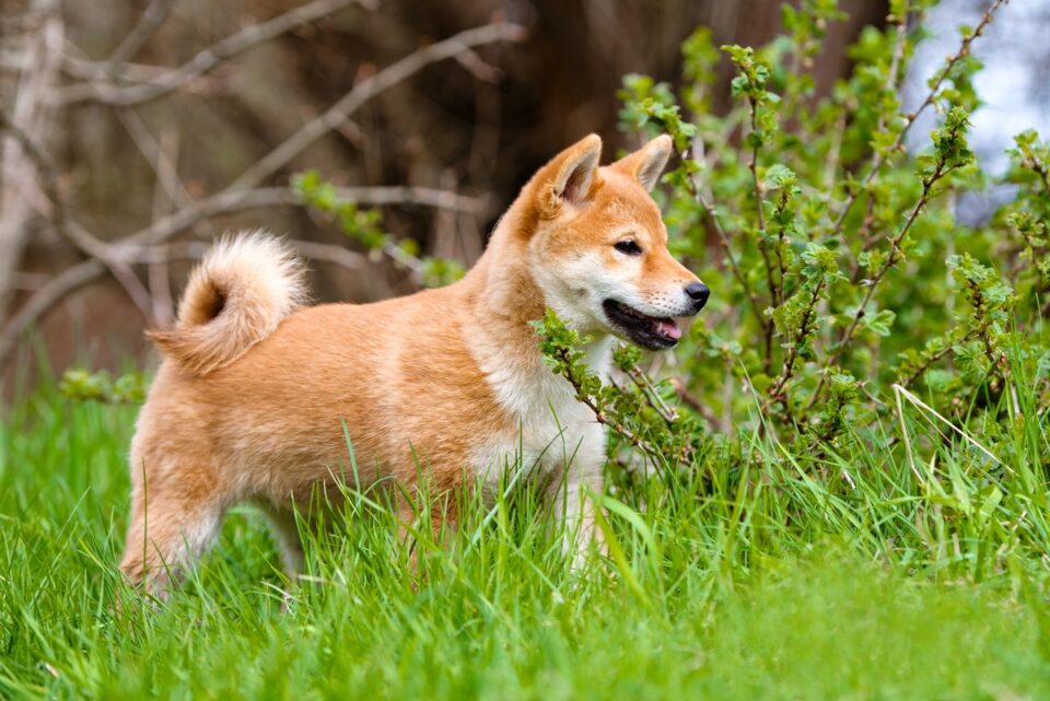 10 Best Shiba Inu Breeders (2024) Our Top 10 Picks!