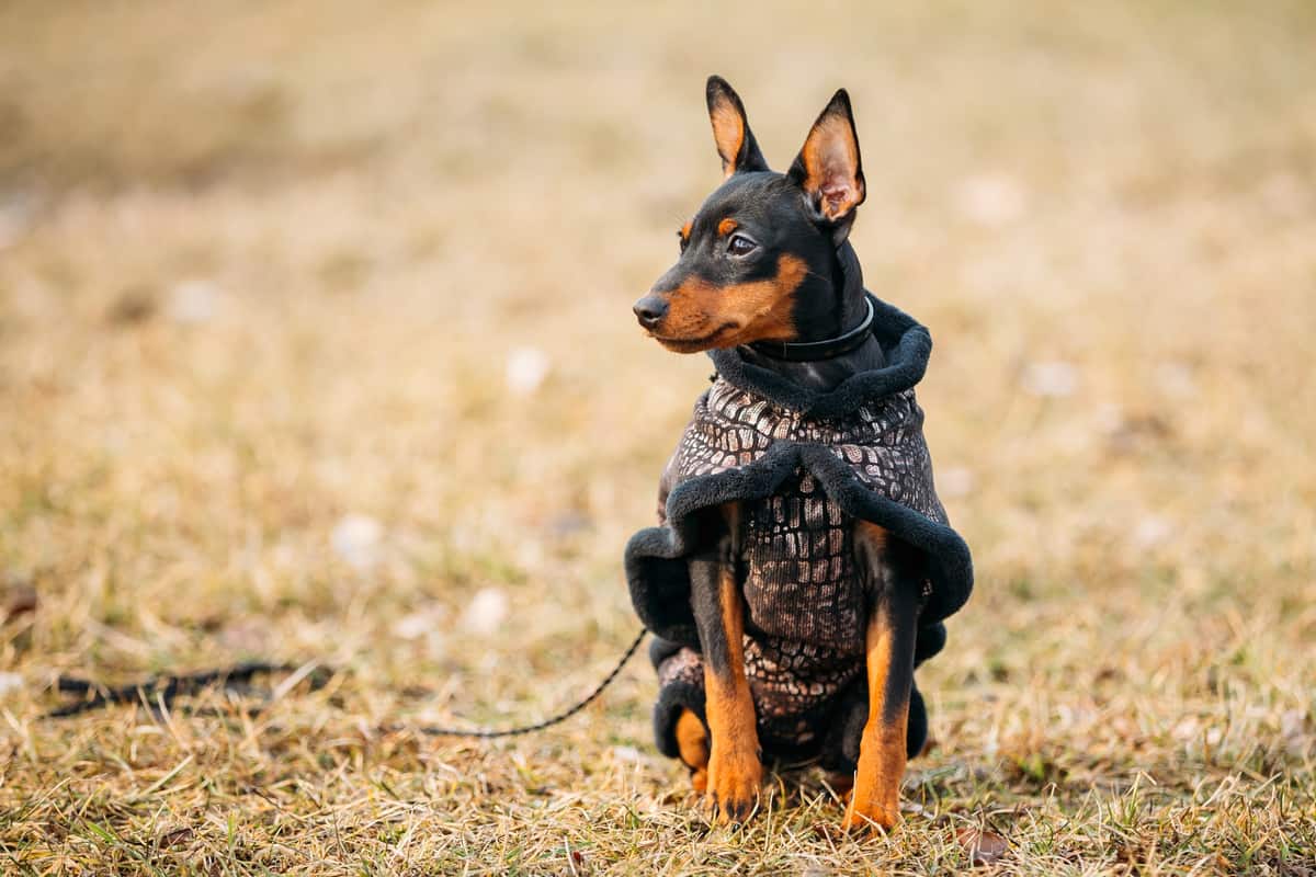 Black Miniature Pinscher with cropped ears