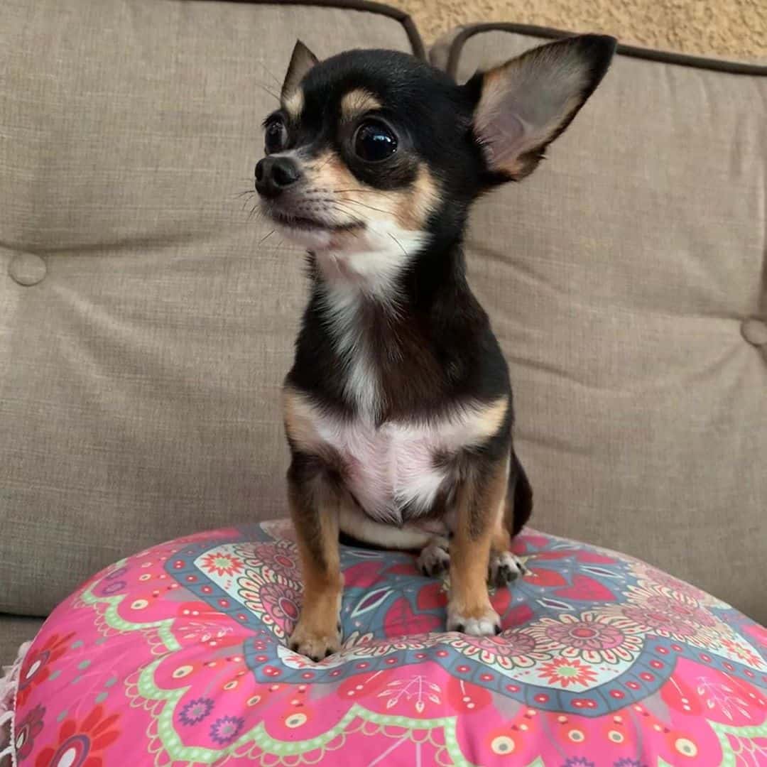 black and white teacup chihuahua