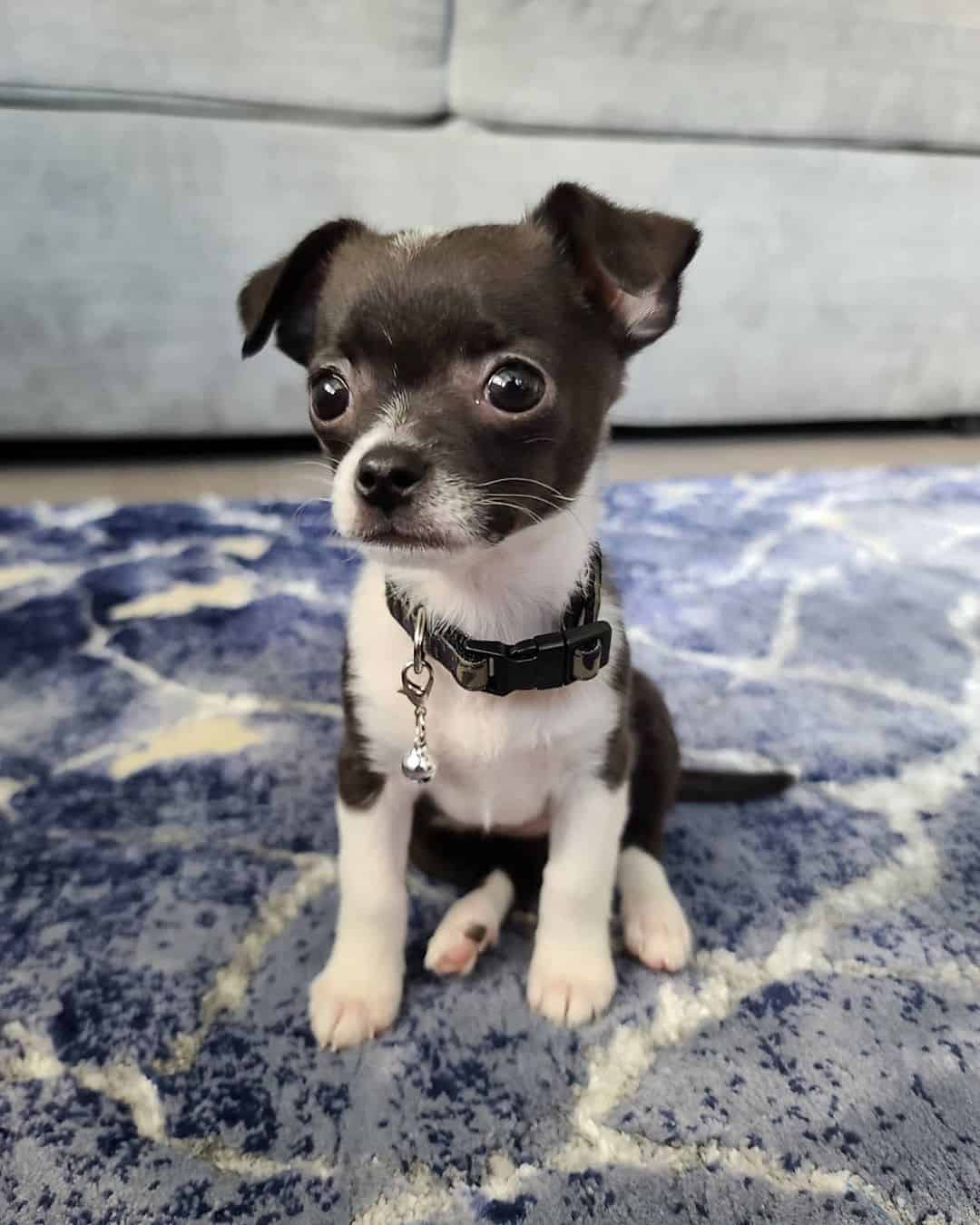 Teacup Chihuahua 15 Things You Need to Know About