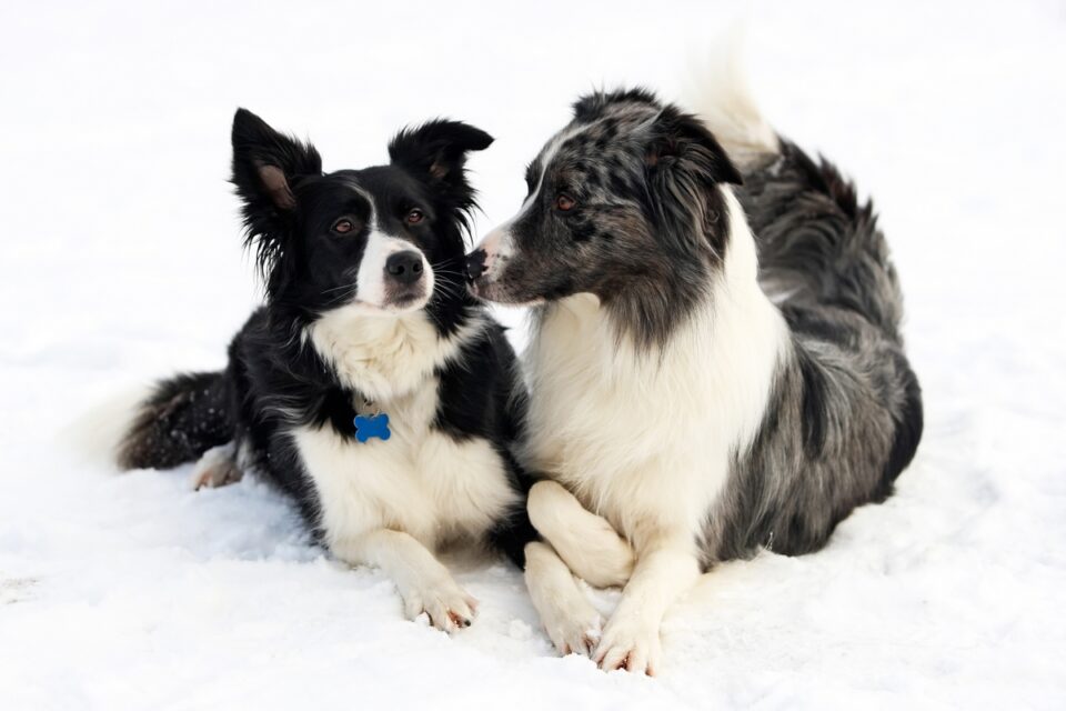 Male vs. Female Border Collie Which Is Better for You?