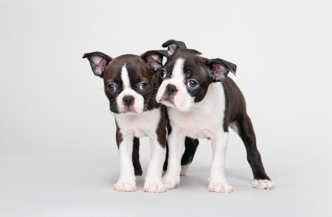 Male vs. Female Boston Terrier Which Is Better?