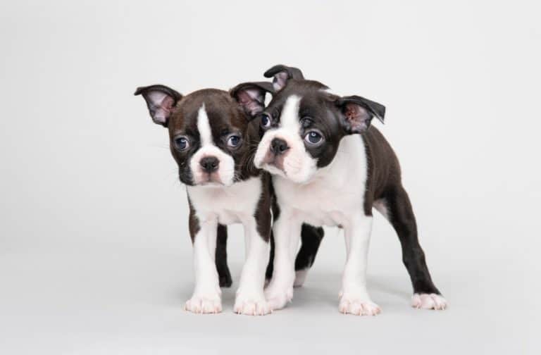 Male vs. Female Boston Terrier Which Is Better?
