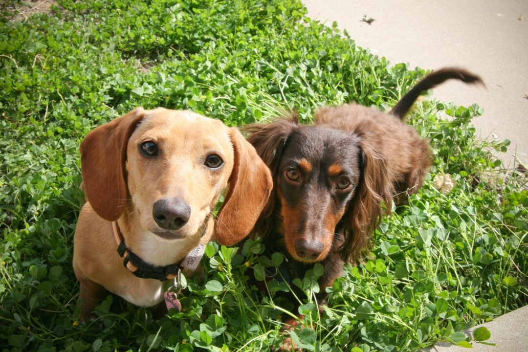 Male vs. Female Dachshund Which Is Better?