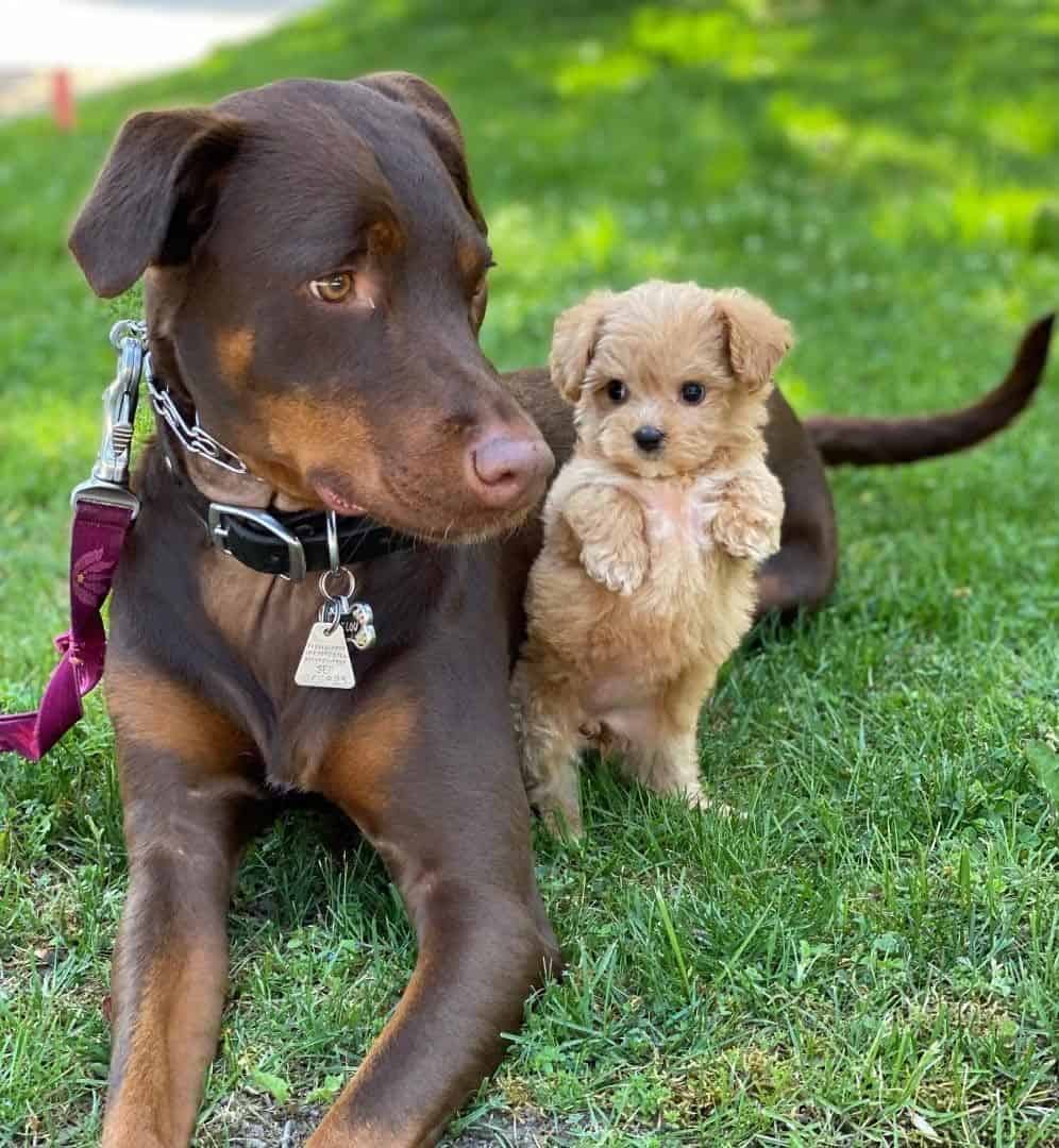 Un bel cucciolo di Morkie Poo e un Doberman