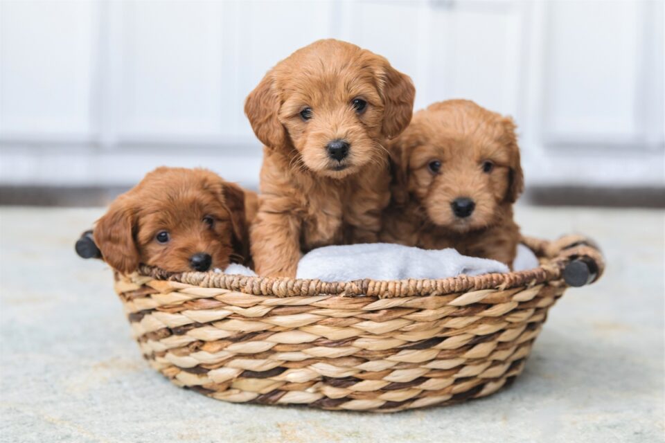 How Much Does a Goldendoodle Cost? (2024 Price Guide)