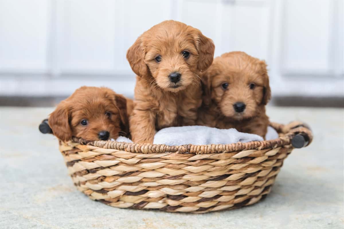 how much does it cost to have a litter of puppies