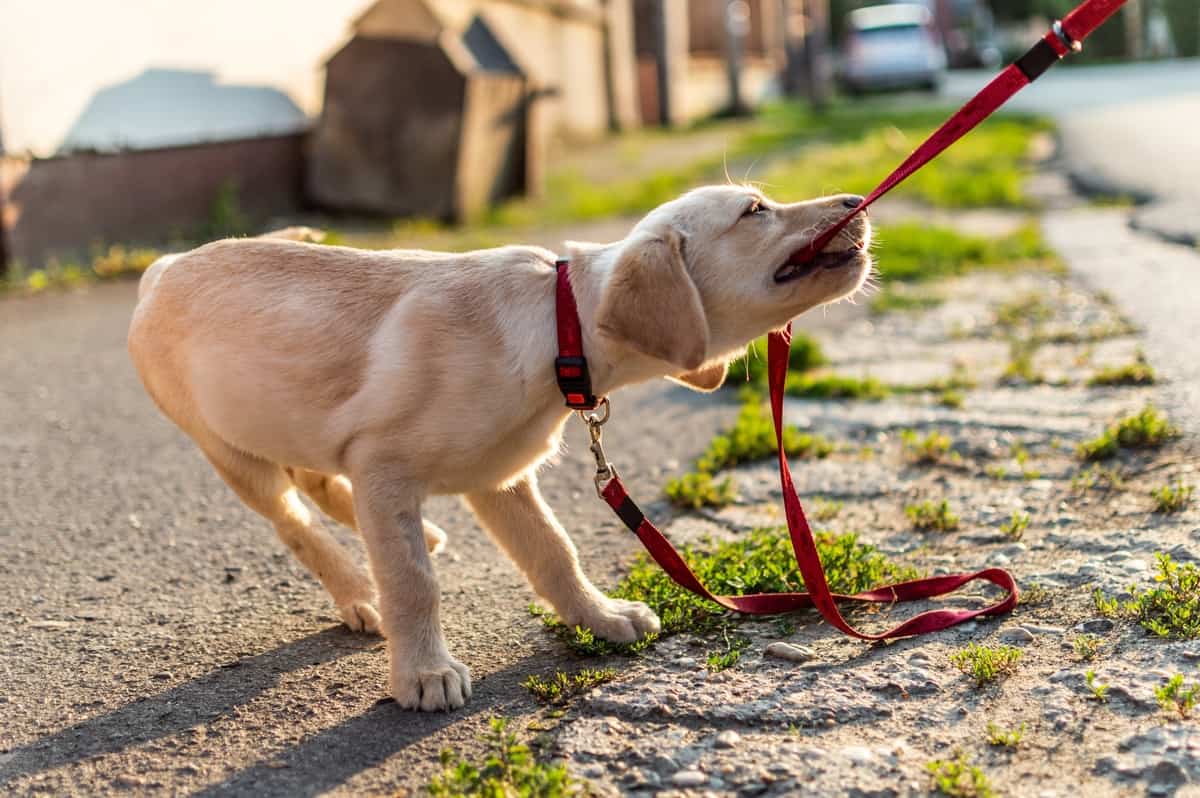 Aggressive Labrador male pulling the leash