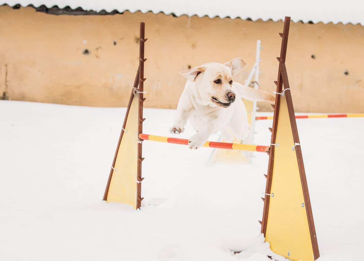 Agility training for a female Labrador Retriever
