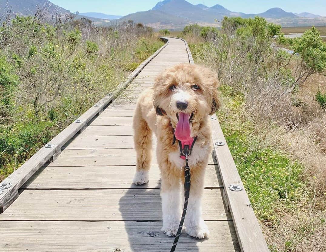 Aussiepoo (Aussiedoodle) taking an amazing hike