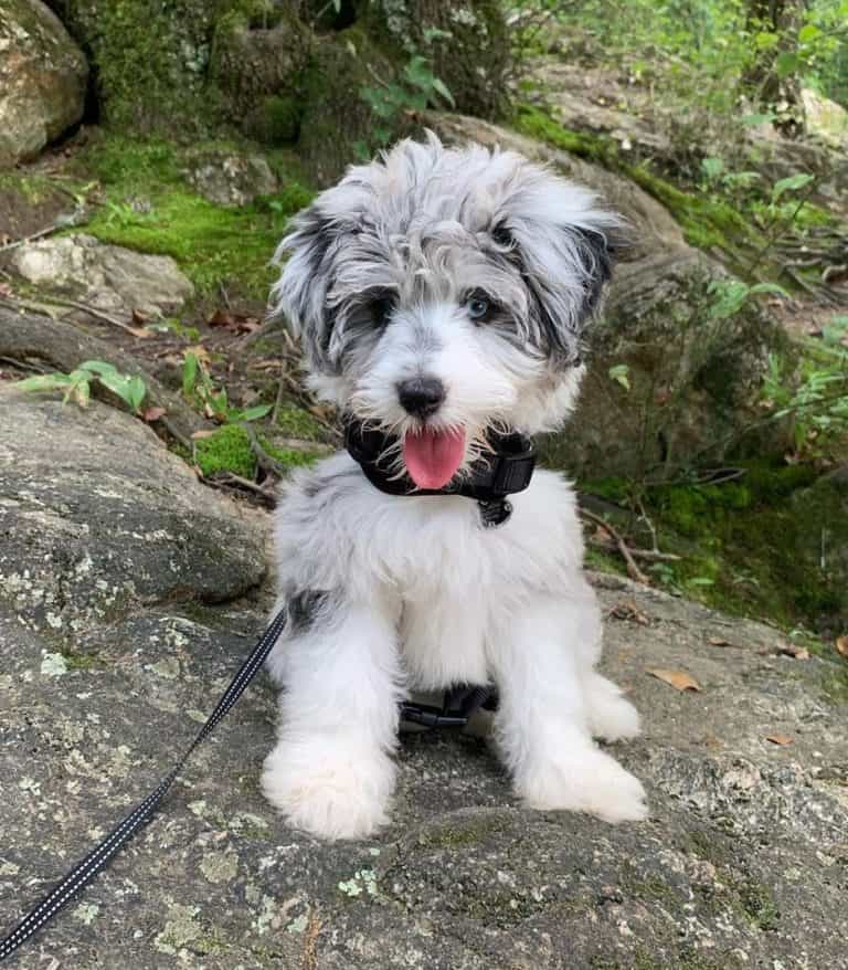 Aussiepoo Is This Canine Genius Right For You? (With Pictures)