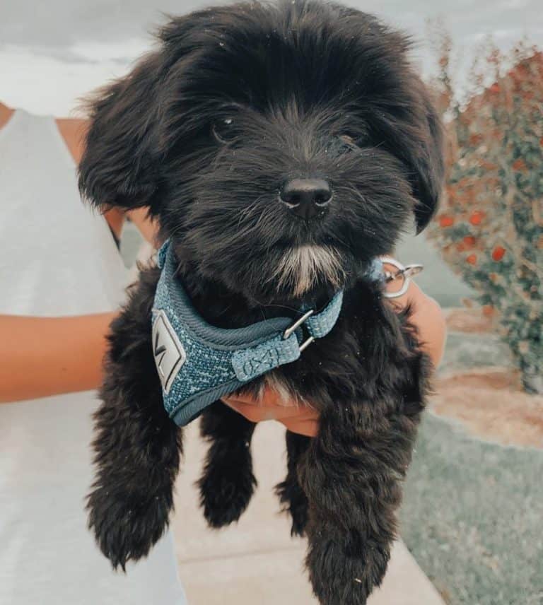 Morkie Poo What Makes This TriBreed an Ideal Family Dog?