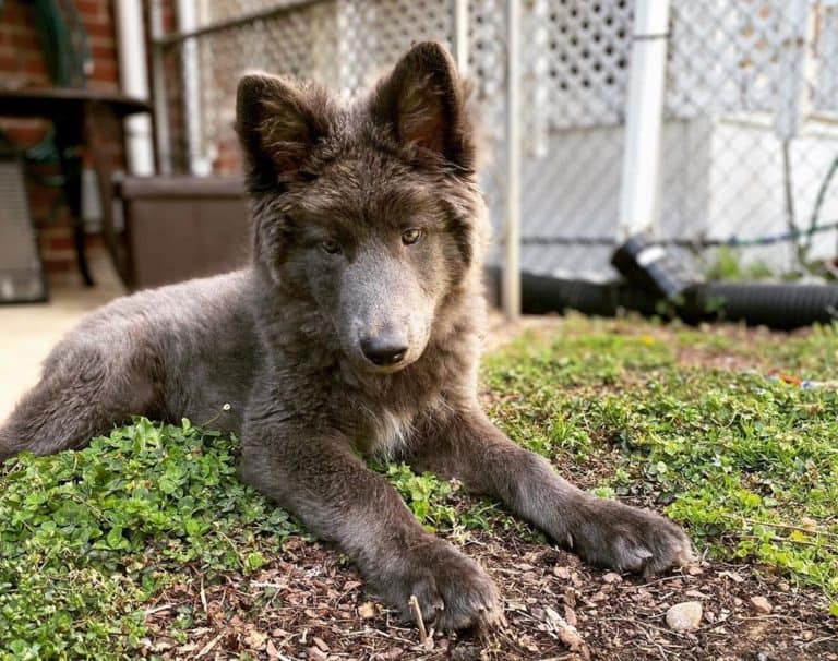 Blue Bay Shepherd Is This Wolflooking Canine Worth Buying?
