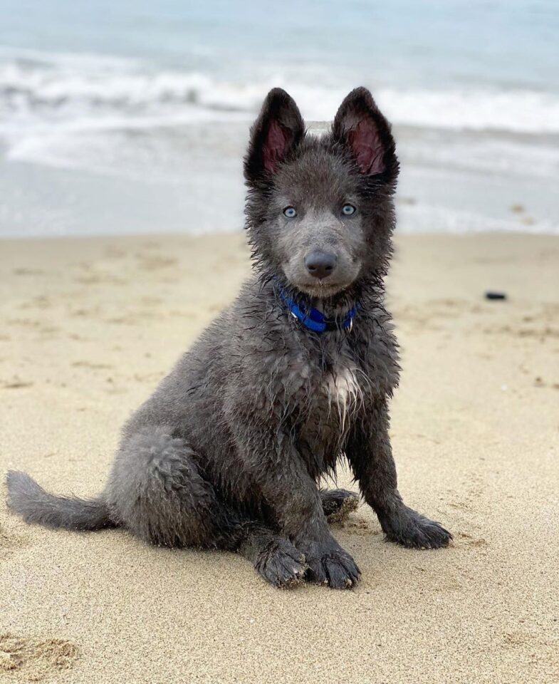 Blue Bay Shepherd Is This Wolflooking Canine Worth Buying?