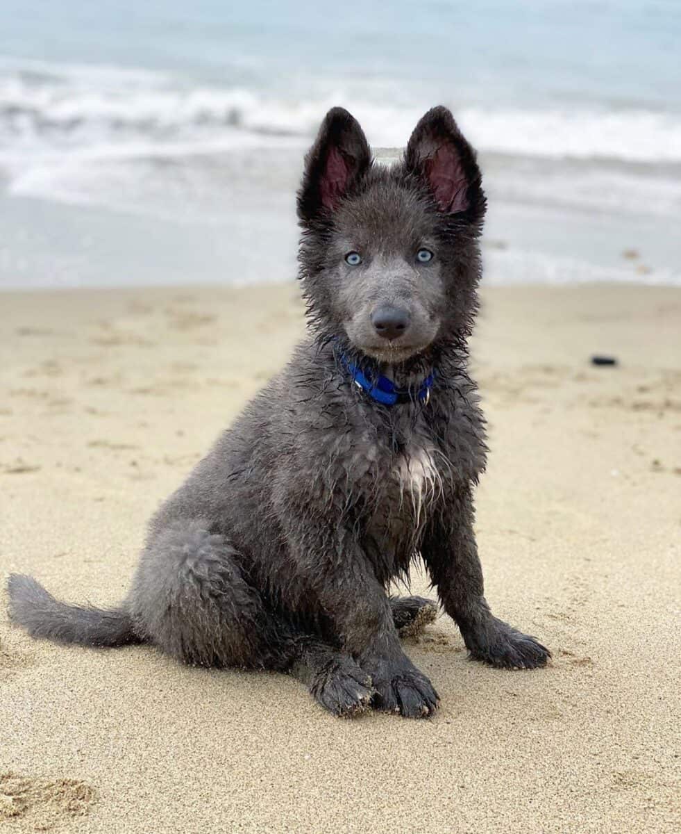 Blue Bay Shepherd puppy on the beach