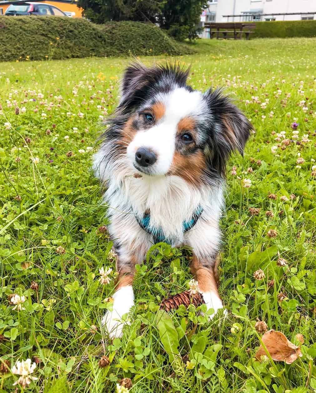 Toy Australian Shepherd Breed Info, Pictures, Traits & Facts