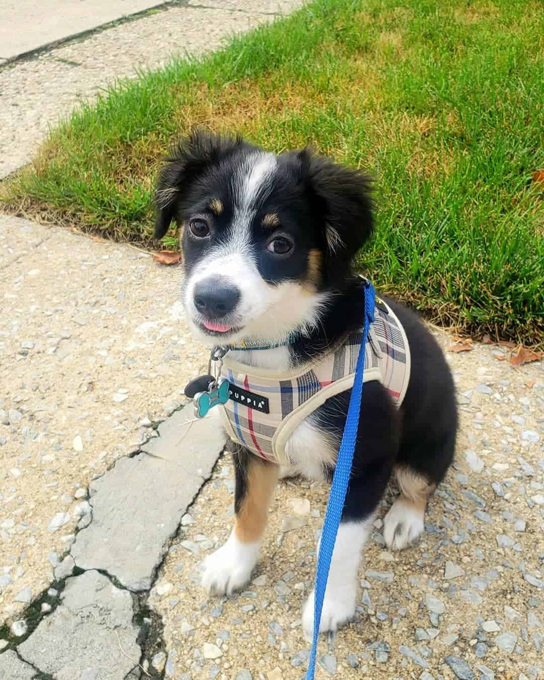 Toy Australian Shepherd Breed Info, Pictures, Traits & Facts