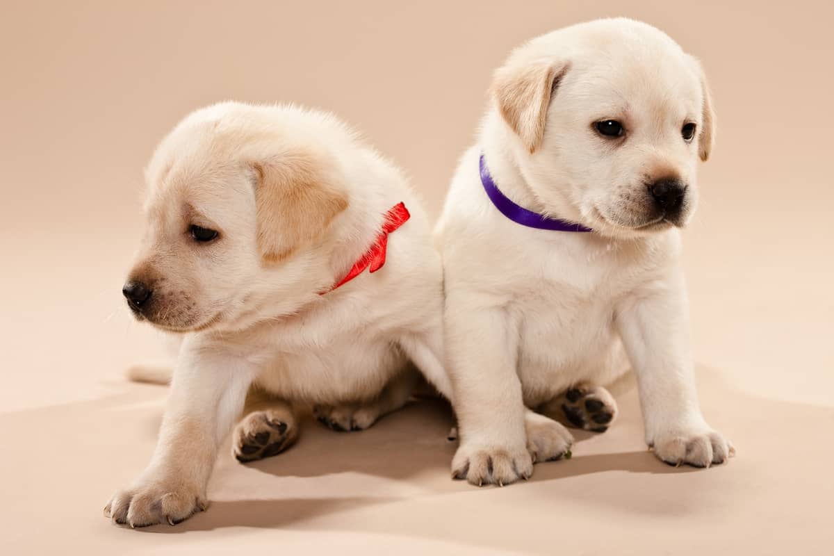 Which is better female or male english lab puppy