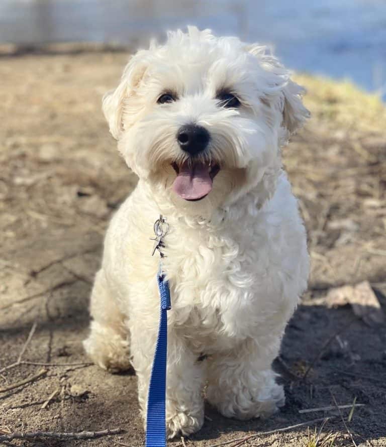 Morkie Poo What Makes This TriBreed an Ideal Family Dog?