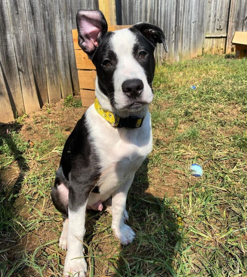 The Black and White Pitbull Everything You Need to Know