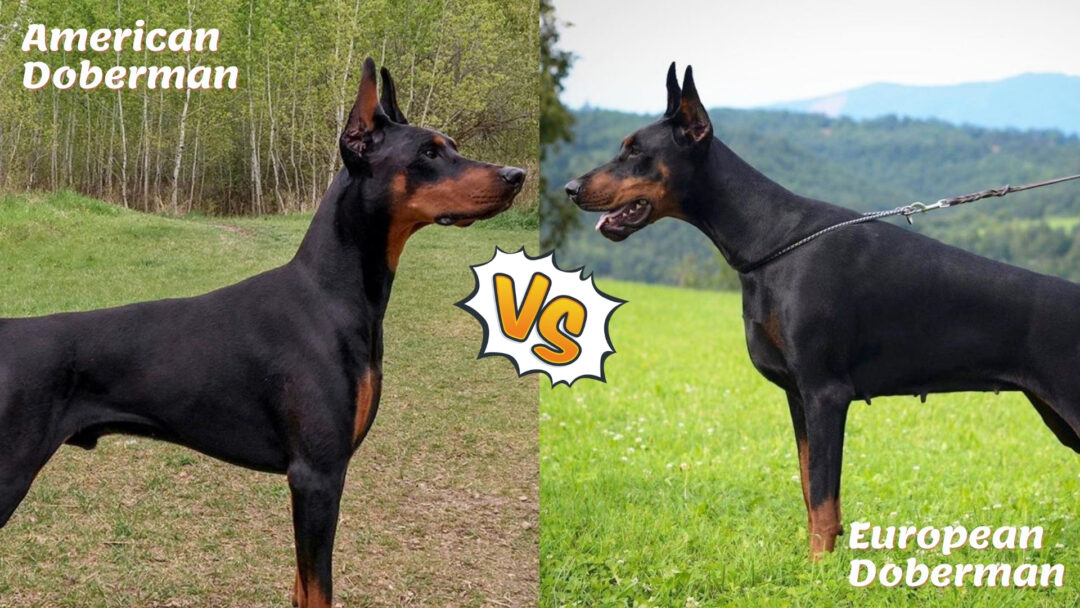 American vs. European Doberman An InDepth Comparison