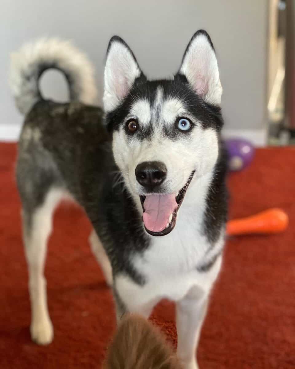 Bi-eyed Husky with brown and blue eyes