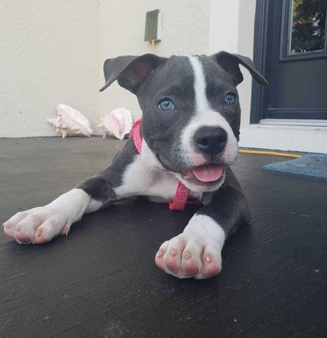 black american pitbull terrier puppy