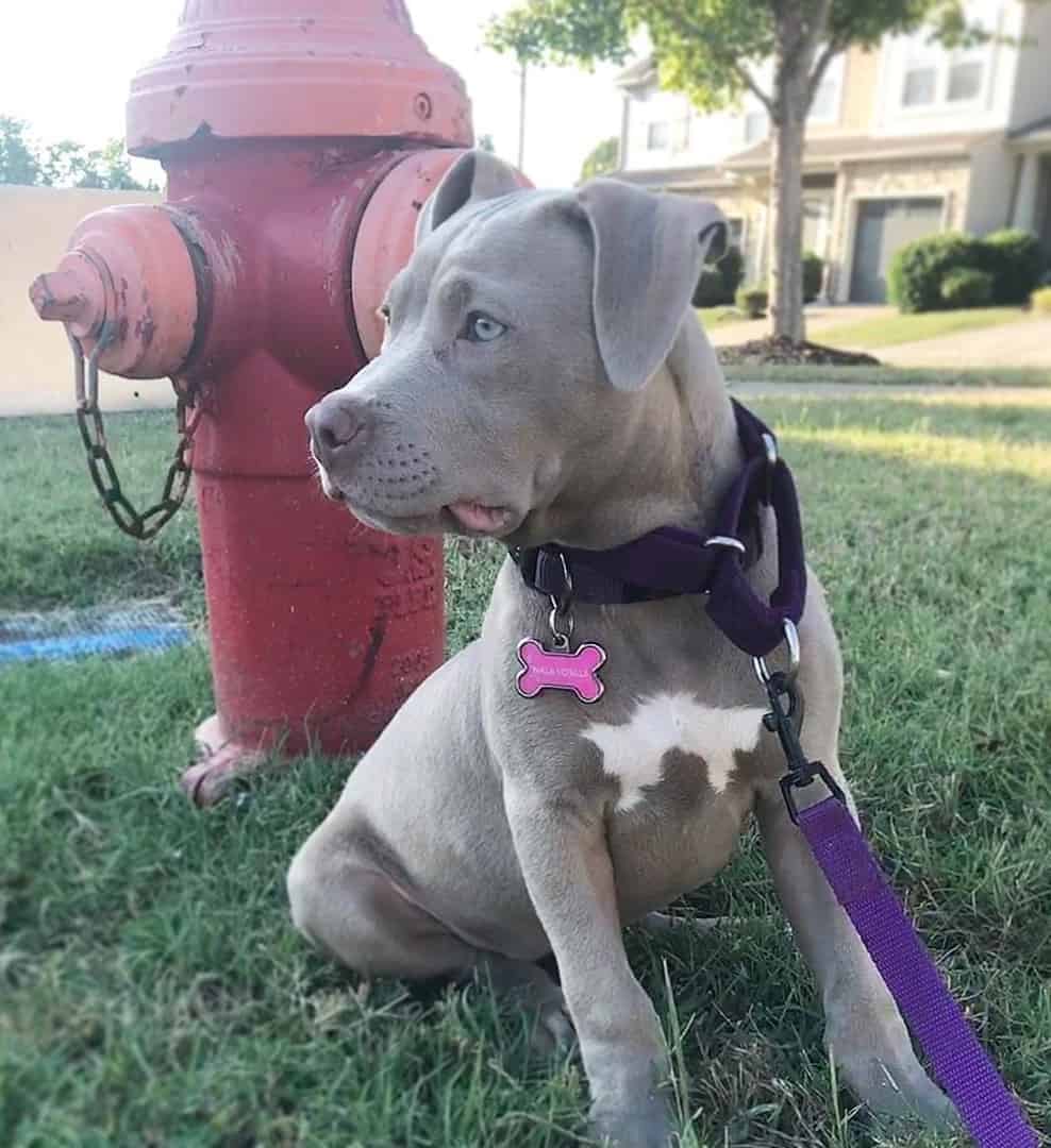 Blue fawn Pitbull sitting beside a fire hydrant
