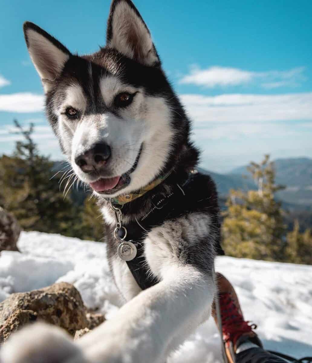 Brown-eyed Husky hiking with its owner