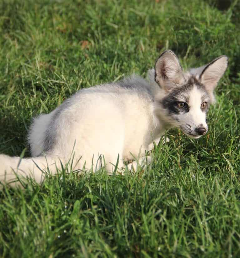canadian marble fox plush toy