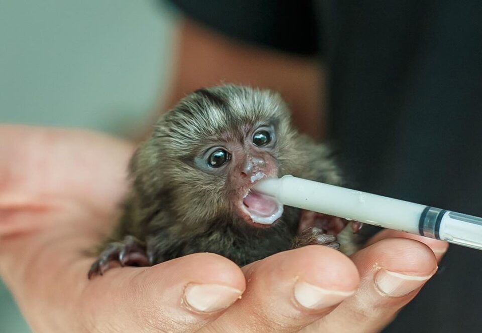 Finger Monkey: The Smallest Pet Monkey You Can Own