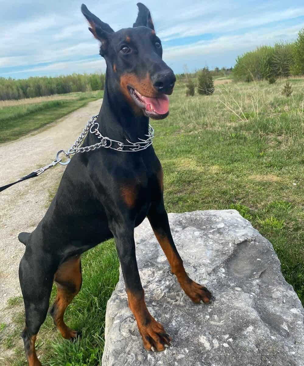 Female Doberman climbing on a rock