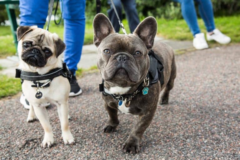 Male vs. Female French Bulldog A SidebySide Comparison