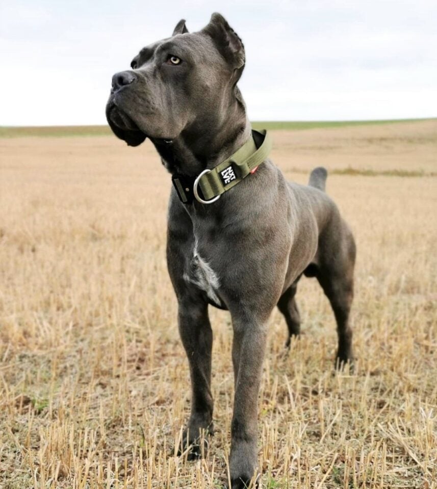 Cane Corso Colors All Colors Explained With Pictures Grey Cane Corso 857x960
