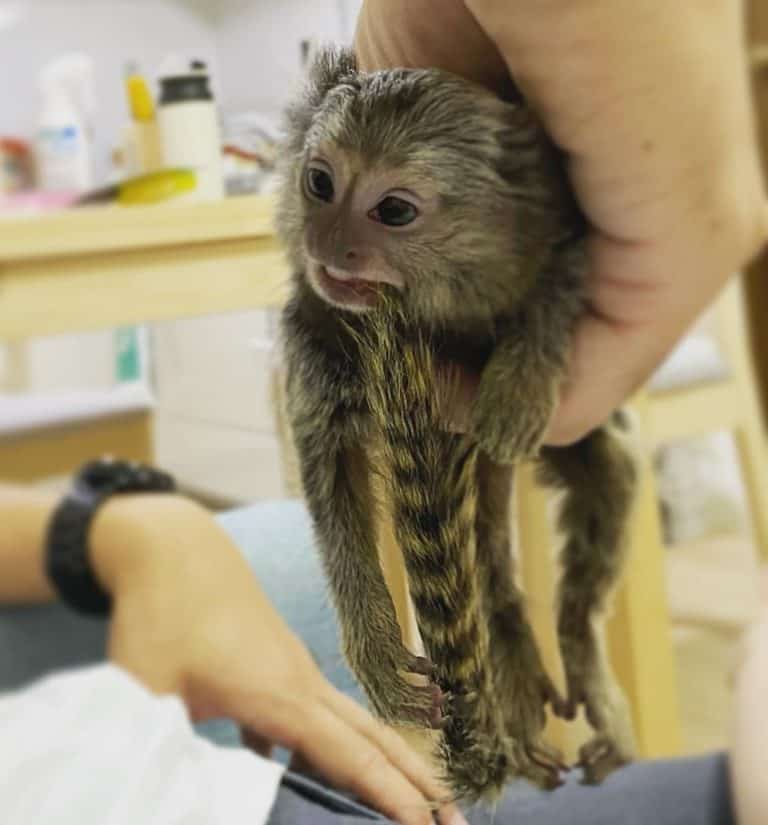 Finger Monkey The Smallest Pet Monkey You Can Own