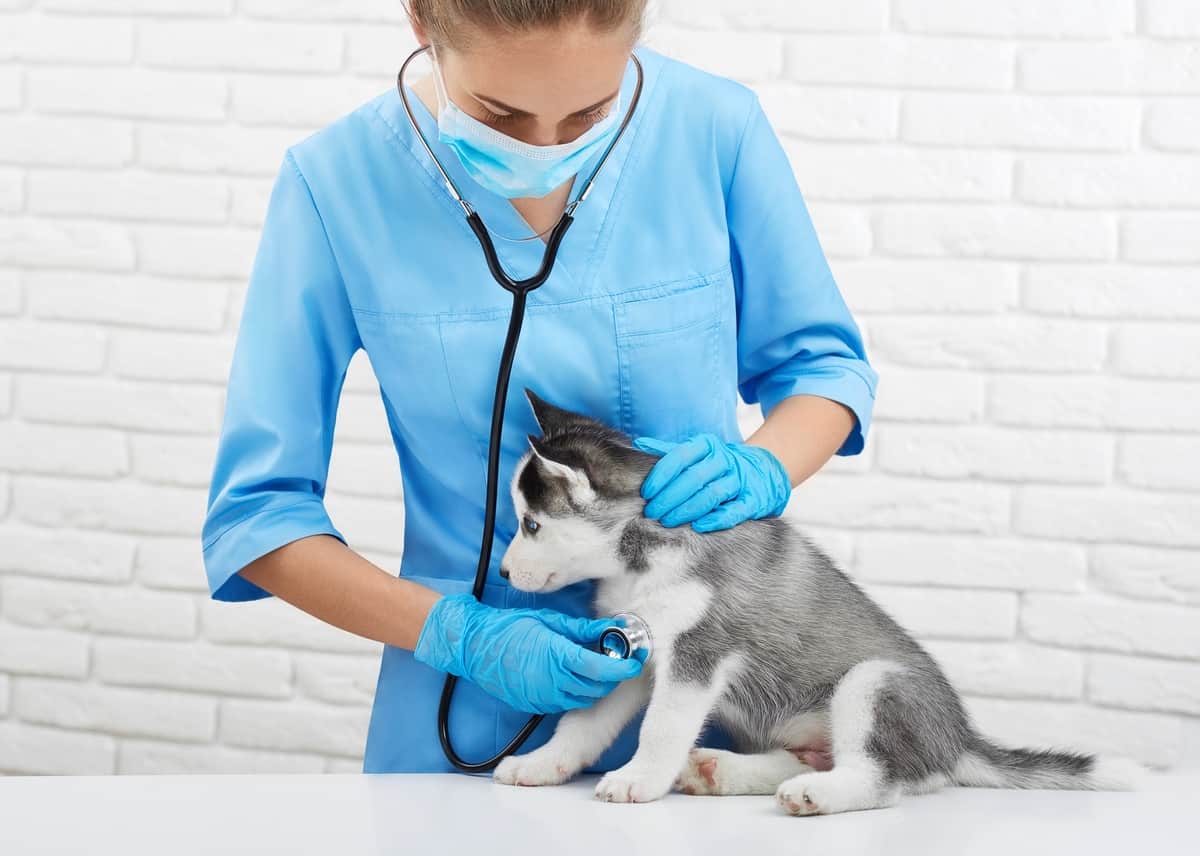 Husky puppy getting check-ups by a veterinarian