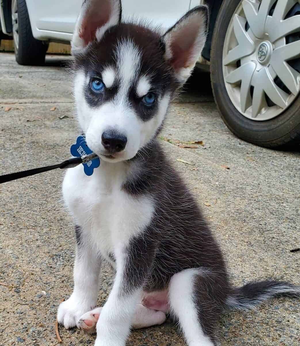 husky puppies with blue eyes