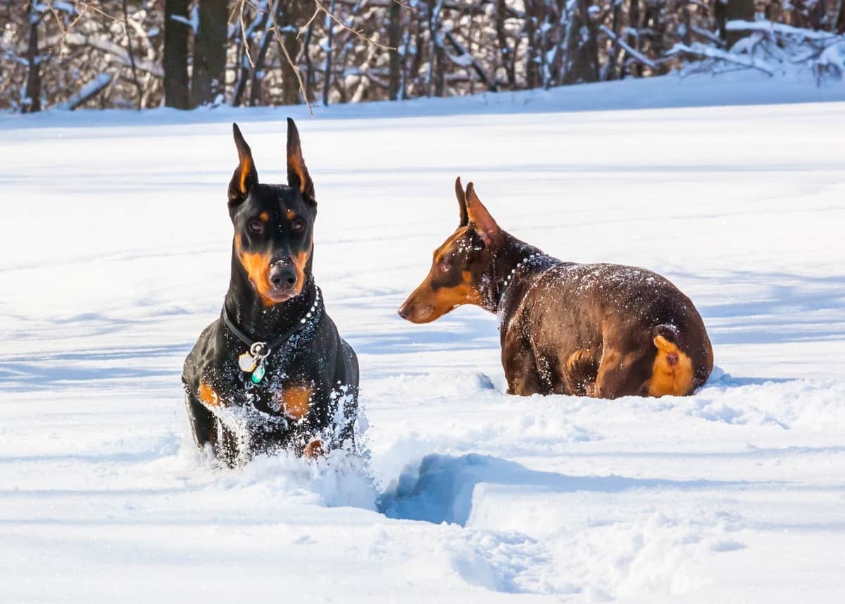 Male and female Dobermans hunting in deep snow