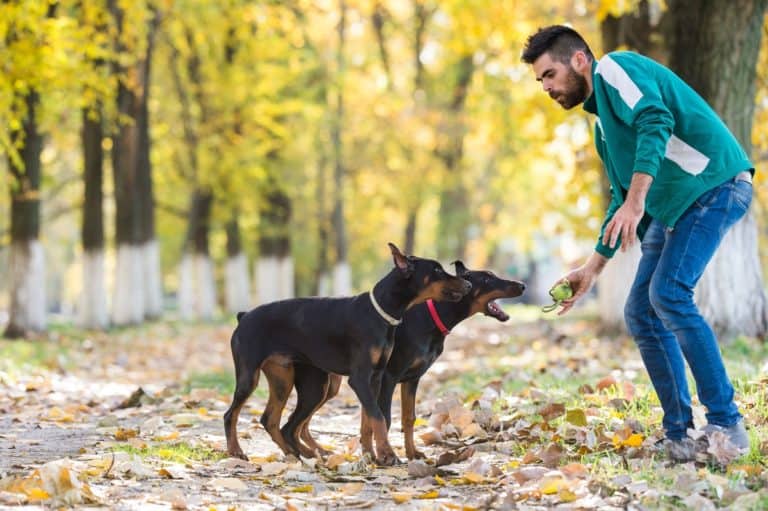 Male vs. Female Doberman Which One Is Right for You?