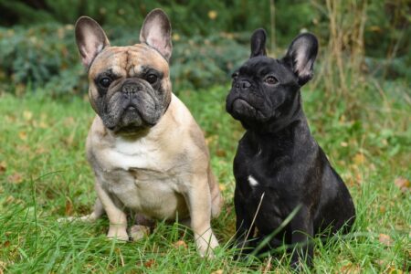 bulldogs buldogues franceses frenchies dwellers