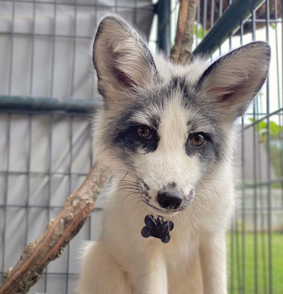 The Canadian Marble Fox Everything You Need to Know
